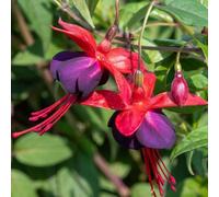 Lady Boothby Fuchsia Outdoor Shrub Plant Fuchsia Fairy Garden Bush 2L Pot Plant Theory Green One Size