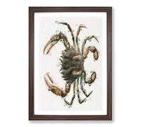 Lady Crab by J.E. De Kay Framed Print | A2 Walnut Framed Wall Art | Ready to Hang | Modern Animal Picture | Living Room Bedroom Lounge Office