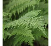 Lady Fern Athyrium Filix-Femina Hardy Outdoor Ferns Jungle Plant 2L Pot Plant Theory Green One Size