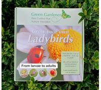 Ladybird Breeding Kit with live ladybird larvae and food included