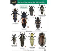 Ladybird Larvae of the British Isles (WildID)