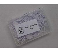 Ladybird larvae x 100 - 2 x packs of 50