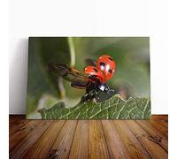 Ladybird Taking Flight Canvas Wall Art Print 20x14 Inch