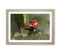 Ladybird Taking Flight Framed Print | A2 Oak Framed Wall Art | Ready to Hang | Modern Nature Picture | Living Room Bedroom Lounge Office