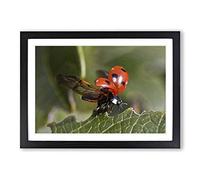 Ladybird Taking Flight Framed Print | A2 Oak Framed Wall Art | Ready to Hang | Modern Nature Picture | Living Room Bedroom Lounge Office