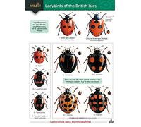 Wildlife World Ladybirds Field Guide