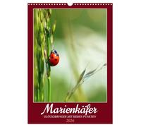 Ladybug, lucky charm with seven dots UK-Version (Wall Calendar 2026 DIN A3 Portrait), CALVENDO 12 Month Wall Calendar