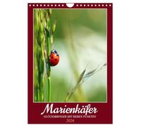 Ladybug, lucky charm with seven dots UK-Version (Wall Calendar 2026 DIN A4 Portrait), CALVENDO 12 Month Wall Calendar