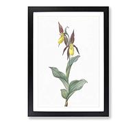 Lady's Slipper Orchid by Pierre-Joseph Redoute Framed Print | A2 Black Framed Wall Art | Ready to Hang | Modern Floral Picture | Living Room Bedroom Lounge Office
