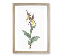 Lady's Slipper Orchid by Pierre-Joseph Redoute Framed Print | A2 Oak Framed Wall Art | Ready to Hang | Modern Floral Picture | Living Room Bedroom Lounge Office