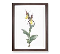 Lady's Slipper Orchid by Pierre-Joseph Redoute Framed Print | A2 Walnut Framed Wall Art | Ready to Hang | Modern Floral Picture | Living Room Bedroom Lounge Office