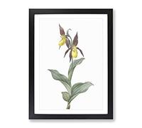 Lady'S Slipper Orchid By Pierre Joseph Redoute Vintage Framed Print | A2 Black Framed Wall Art | Ready to Hang | Classic Floral Picture | Living Room Bedroom Lounge Office