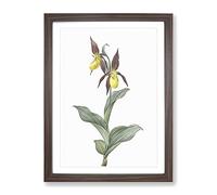 Lady'S Slipper Orchid By Pierre Joseph Redoute Vintage Framed Print | A3 Walnut Framed Wall Art | Ready to Hang | Classic Floral Picture | Living Room Bedroom Lounge Office