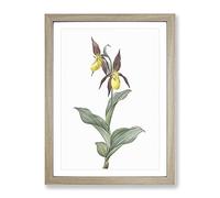 Lady'S Slipper Orchid By Pierre Joseph Redoute Vintage Framed Print | A4 Oak Framed Wall Art | Ready to Hang | Classic Floral Picture | Living Room Bedroom Lounge Office