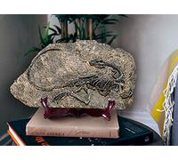 LAGOM HOUSE Resin Fossils Dinosaur Model Dinosaur Fossil Replica Decoration Velociraptor Model/Skeleton Raptor in Home | Office | School (11.4X 7in) (Style β)