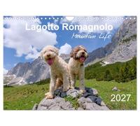Lagotto Romagnolo Mountain Life (Wall Calendar 2027 DIN A4 landscape), CALVENDO 12 Month Wall Calendar: Italian truffle dogs enjoying the Alps in all seasons