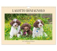 Lagotto Romagnolo - the truffle dog of Italy UK-Version (Wall Calendar 2026 DIN A4 Landscape), CALVENDO 12 Month Wall Calendar