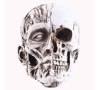 LAIFEKE Mini Skull Model Small Size Detachable 3 Pieces Human Skull Head for Medical Education (14)