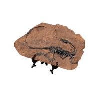 Laikoutd Realistic Dinosaur Skeleton Fossils Resins Statue Figurine Ornament For Desktop Book Shelf Display And Collection Gift Kids Educational Dinosaur Toy