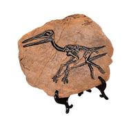 Laikoutd Realistic Dinosaur Skeleton Fossils Resins Statue Figurine Ornament For Desktop Book Shelf Display And Collection Gift Kids Educational Dinosaur Toy