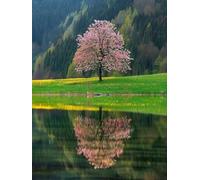 Lake Tree Paint by Numbers for Adults with Frame, Large Paint by Number Canvas Kits, DIY Color Oil Painting Acrylic Paints with Brushes, Hobbies for Adults Women, Home Wall Decor Gifts 70x100cm J8-65