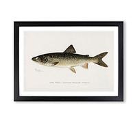 Lake Trout by Sherman F. Denton Framed Print | A2 Black Framed Wall Art | Ready to Hang | Modern Animal Picture | Living Room Bedroom Lounge Office