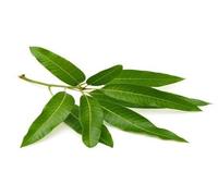 Lakshmi Stores - Fresh Mango Leaves 1 Pack 10 Leaf | Aam Patta | Natural Ayurvedic Herb for Pooja Worship Diabetes Ritual Decoration | Pure Traditional Indian Medicinal Leaves