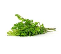 Lakshmi Stores UK - Fresh Curry Leaves 50g Pack, Kadi Patta, Kariveppilai, Aromatic Indian Cooking Herb for Tempering, Chutneys, Masala Seasoning, South Indian Kitchen Essential (50G PACK)