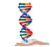 LALADEFIEE 2pcs Dna Double Helix Model Science Educational Kit for Classroom Teaching Interactive Human Genome Learning Tool with Vivid Details and Assembly Design