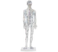 LALADEFIEE Human Body Acupuncture Model with Meridian Points and Acupoint Display White Male Mannequin for Tcm Training and Massage Practice