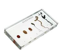 LALADEFIEE Peanut Germination Process Teaching Sample Biology Specimen of Peanut Growth Germinating History Display for Science Learning