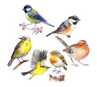 LALAFINA 6pcs Hummingbird Window Clings PVC Adhesive Window Films Delicate Background Wall Decals Assorted Color Realistic Style Alert Birds for Home and Shopping Mall Decoration