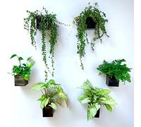 LaLaGreen Wall Planter - 6 Pack, 4 Inch Square Metal Wall Planter for Indoor Plants, Small Black Wall Mounted Flower Pots Outdoor Garden Decoration, Balcony Planters Railings Hanging Outdoor