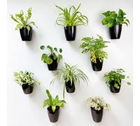 LaLaGreen Wall Planters for Indoor Plants - 10 Pack, 4 Inch Black Self Watering Pots Modern Indoor Hydroponic Vertical Live Garden Wall Mounted Hanging Plant Holder
