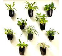 LaLaGreen Wall Planters for Indoor Plants - 10 Pack, 5 Inch Black Self Watering Wall Planter, Eco Wall Mounted Planters System Living Hanging Wall Pots Holder Trendy Live Wall Garden Indoor for Herb