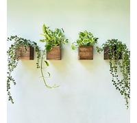 LaLaGreen Wood Planter Boxes (4x4 Inch, 4 Pack) Small Square Wooden Wall Mounted Flower Pot for Indoor Plants, Window Box Mount Hanging Herb Planters Outdoor Plant Holder Vertical Garden Home Decor