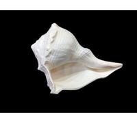 Lalit Kishori White Genuine Blowing Shankh Vamavarti Dattatreya | Loud & Big Blowing | Shankhnaad Laxmi Narayan Pooja Shankh for Hindu rituals and worship. (White, Design 26)