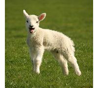Lamb greeting card with sound. Plays noise when opened. Great gift for animal lovers.