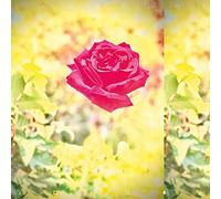 LAMBCHOP - TRIP (SUN-YELLOW VINYL) [VINYL]