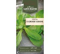 Lamb's lettuce "à Grosse Graine" - 1 Pkg