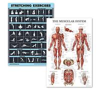 Laminated Posters for Stretching and Muscle Exercises - Laminated Boards - 2 Pack - Workout Routine and Muscle Anatomy Pattern [Dark] (18" x 24")