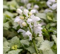 Lamium 'White Nancy' Plug Plant x 4. Clusters of Ivory White Flowers. Available from Bedwen Plants