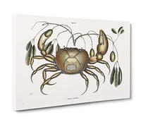 Land Crab By Mark Catesby Canvas Print | Gallery Wrapped 30mm Frame Wall Art | 24x16 inches | Ready to Hang | Retro Picture | Living Room Bedroom Lounge Office