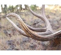 Land of Enchantment New Mexico Elk part 2