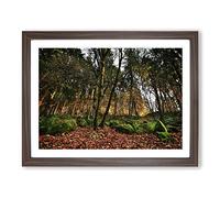 Landscape Portland Oregon Forest Wood USA Modern Framed Wall Art Print, Ready to Hang Picture for Living Room Bedroom Home Office Décor, Walnut A3 (46 x 34 cm)