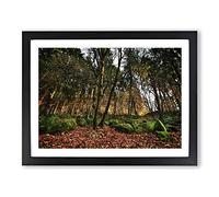 Landscape Portland Oregon Forest Wood USA Modern Framed Wall Art Print, Ready to Hang Picture for Living Room Bedroom Home Office Décor, Black A2 (64 x 46 cm)