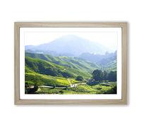 Landscape Tea Plantation Kuala Lumpur Malaysia Framed Print | A2 Oak Framed Wall Art | Ready to Hang | Modern Food Picture | Living Room Bedroom Lounge Office