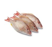 Lane Snapper Box 100kg