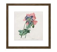 Langlois After Pierre Joseph Redoute Poppy 8X8 Inch Square Wooden Framed Wall Art Print Picture with Mount Artery8 Brown One Size