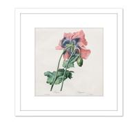 Langlois After Pierre Joseph Redoute Poppy 8X8 Inch Square Wooden Framed Wall Art Print Picture with Mount Artery8 White One Size
